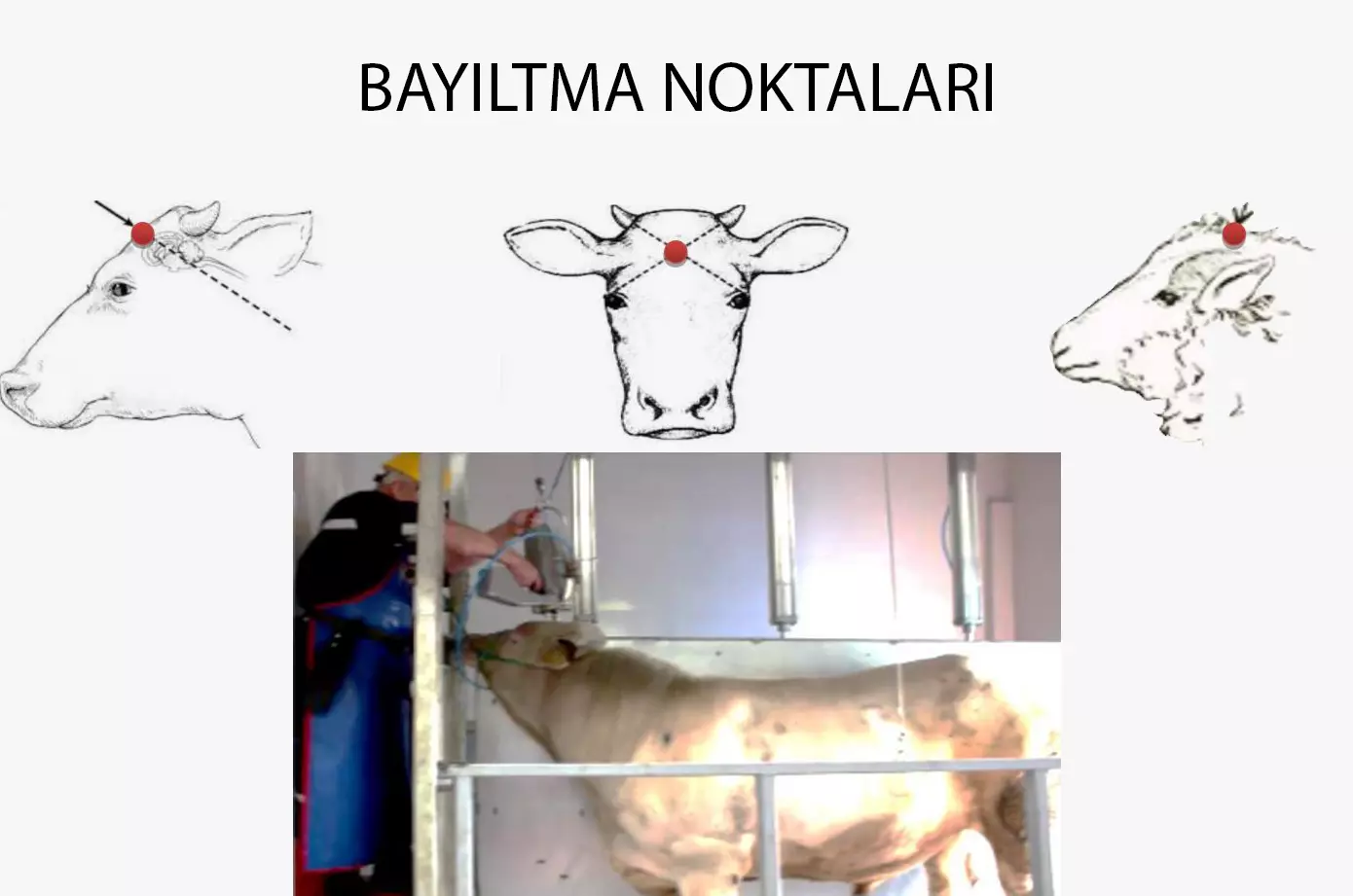 Bayiltma